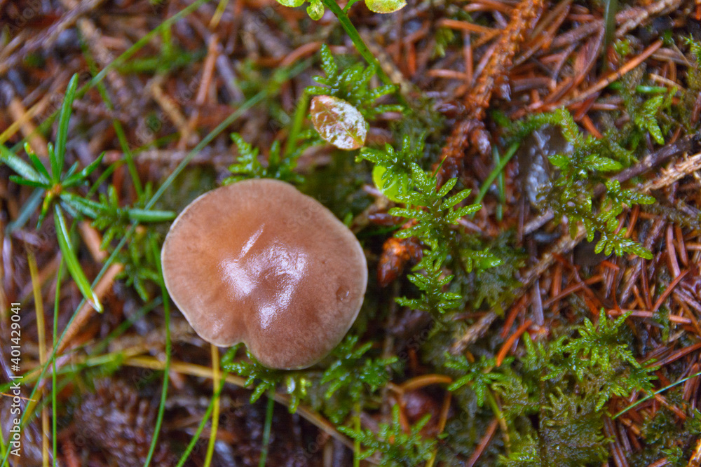 toadstool grebe fungus dabchick in wet forest toadstool grebe fungus dabchick in wet forest