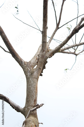 Tree isolated on white