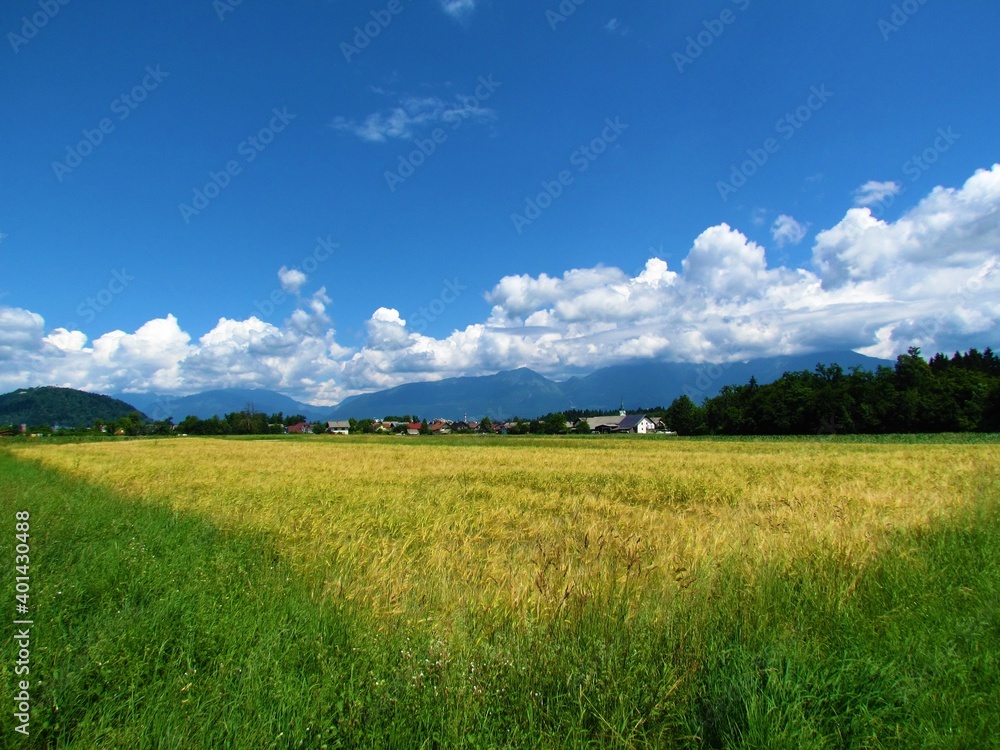 Rural landscape with a wheat field in front in Gorenjska , Slovenia