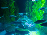 Front view of a large clam and fish in a dreamy atmosphere