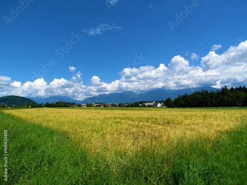 Rural landscape with a wheat field in front in Gorenjska , Slovenia