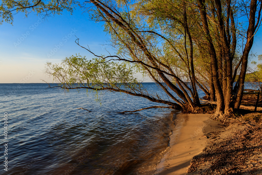 Willow trees on the shore of a lake Willow trees on the shore of a lake