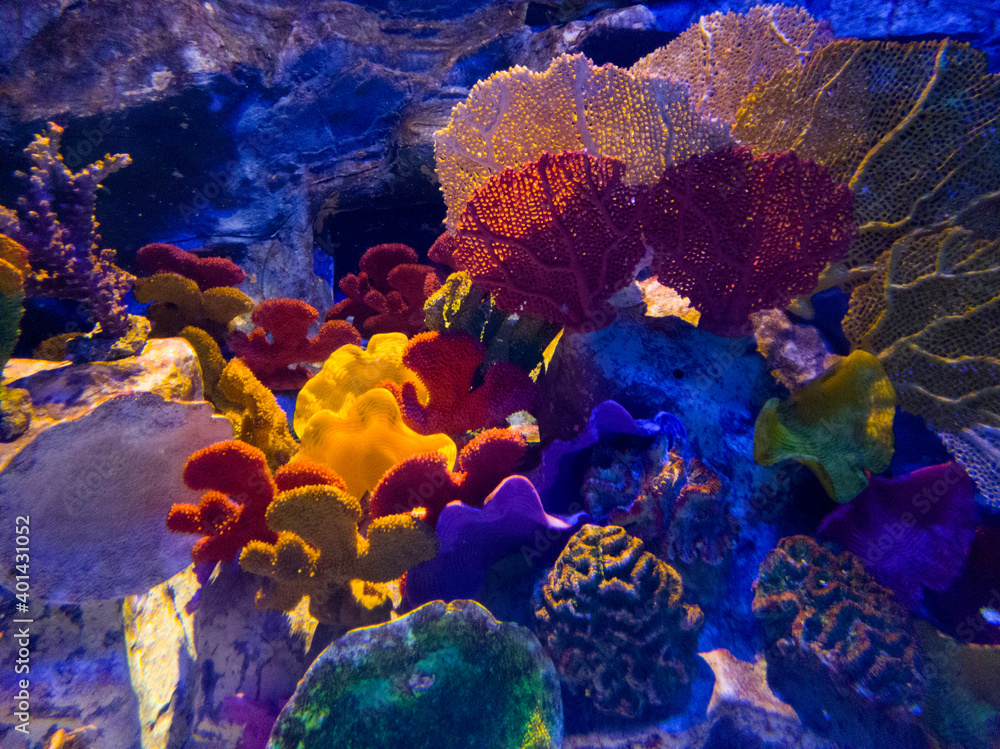 Various decorative corals in a colorful atmosphere