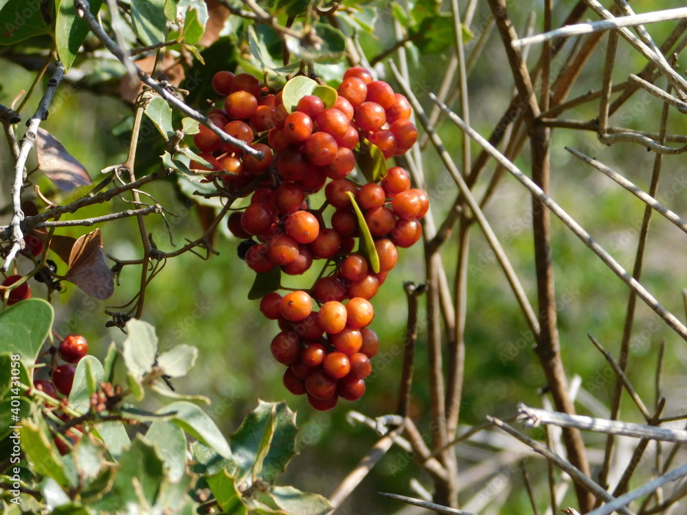 Common or Mediterranean, or Smilax aspera, wild plant,  red berries, in autumn, in Attica, Greece