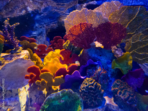 Various decorative corals in a colorful atmosphere