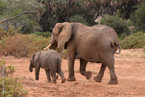 African elephant  in Samburu National Reserve  Kenya