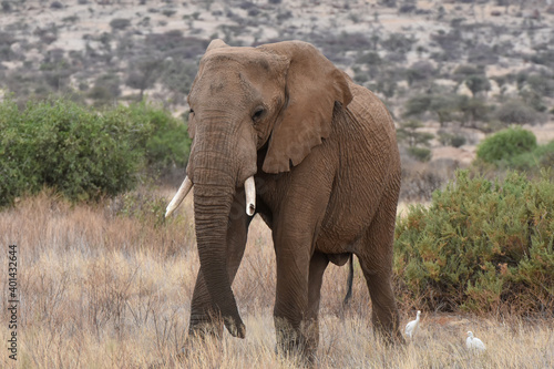 African elephant  in Samburu National Reserve  Kenya