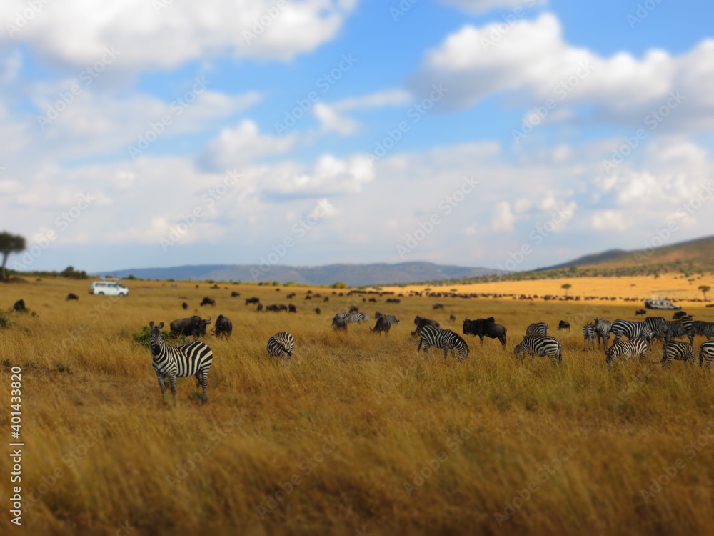 Fototapeta premium Africa