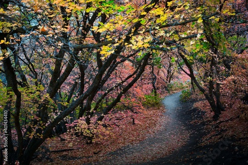 Trail through the Autumn Leaves