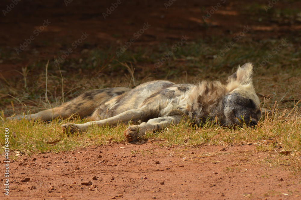Fototapeta premium A Pack of wild dogs in Kruger National park
