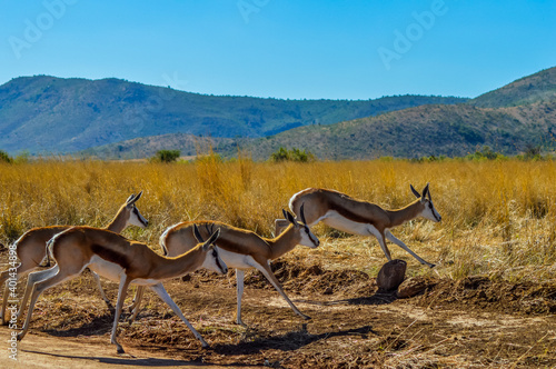 Springbok antelope ( Antidorcas marsupialis ) is national animal of South Africa taken in a game reserve during safari photo