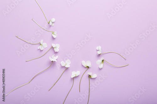 Banner purple background with white pansies around centre. Pancy flowers, spring mood. Spring banner with bloom and copy space, top view. Aroma therapy. Circle frame from white wlowers. Mock up