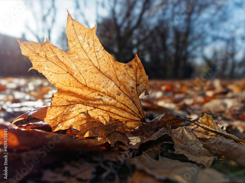 Braunes Herbstblatt am Boden im Gegenlicht  Englischer Garten  M  nchen