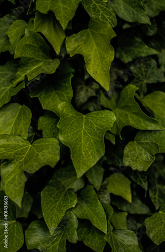 Hedera Green leaves on wall