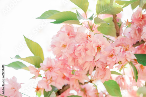 delicate pink sakura flowers and green leaves. delicate spring background.