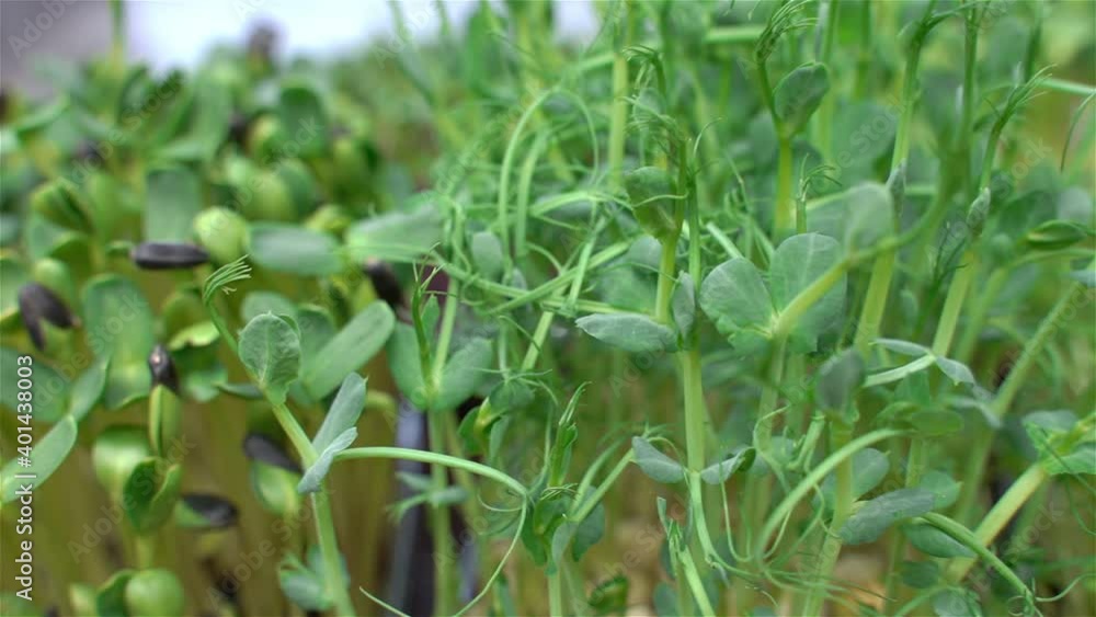 growing microgreens close up. selective focus growing microgreens close up. selective focus