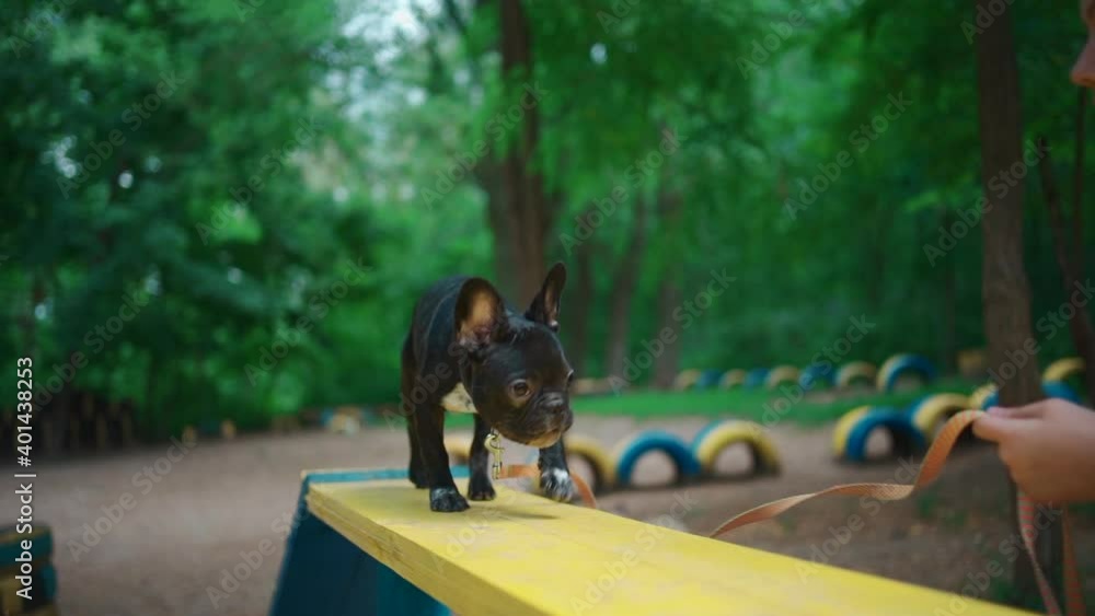 kid walk and training french bulldog puppy or dog at playground in summer