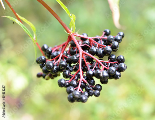 Berries ripe on the black grassy elder (Sambucus ebulus)