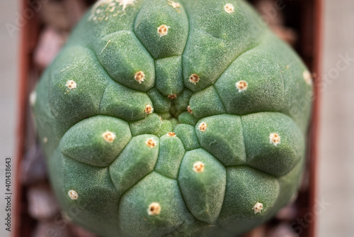 Matucana madisoniorum cactus