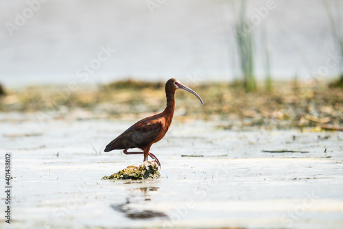 White-faced Ibis (Plegadis chihi) photo