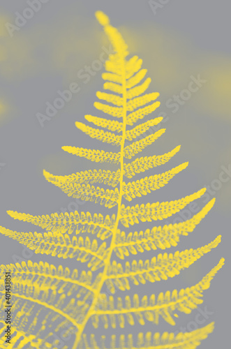 Fern leaf texture in two trendy colors of 2021 year illuminating ultimate gray. Leaves abstract nature background. Close-up