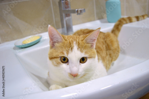 Fototapeta Naklejka Na Ścianę i Meble -  cat in the bathroom