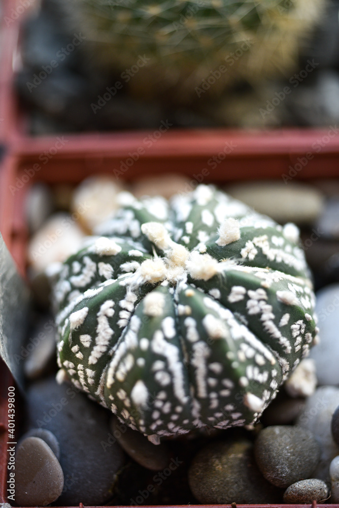 Cactus astrophytum super kabuto