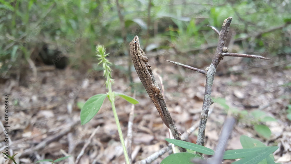 Lizard on a branch at iSimangaliso Wetland Park