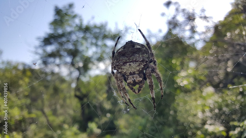 Big spider at iSimangaliso Wetland Park in South Africa