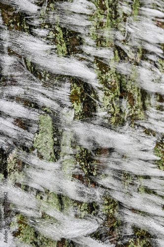white frozen lichen with ice crystals on the trees