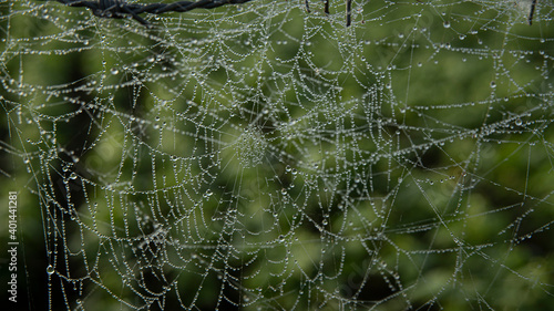 SPIDER WEB FILLED WITH DROPS OF WATER FROM MORNING DEW