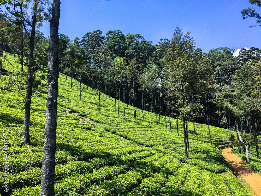 Obraz premium vineyard