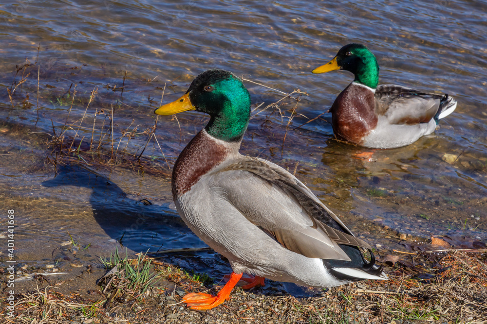 duck in the water duck in the water