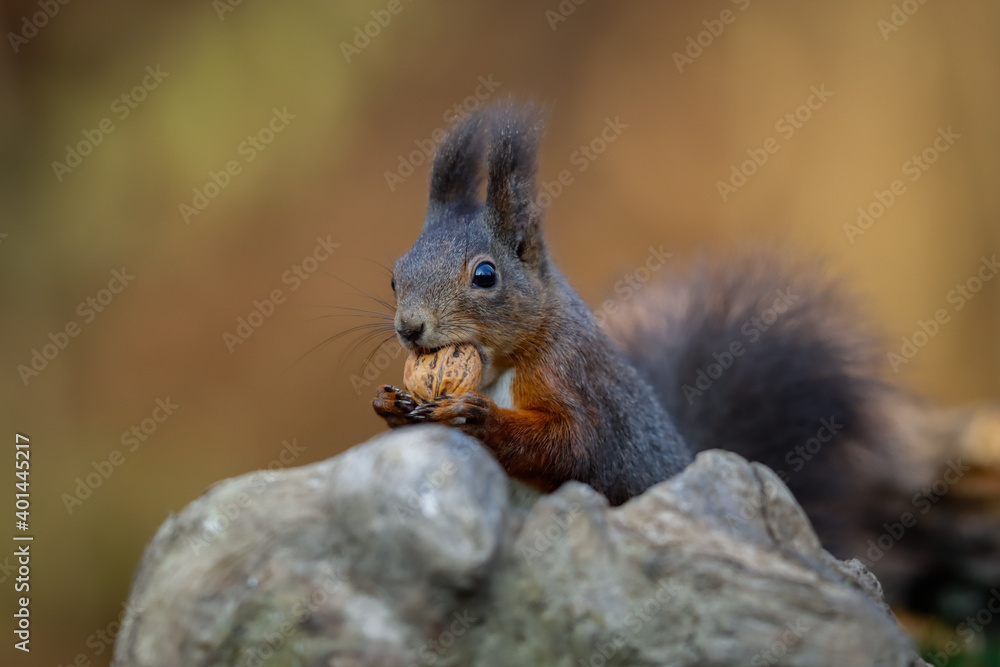 Obraz premium squirrel eating nut