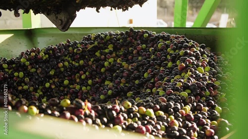 Olive Harvest. Olives Oil Mill Manufacturer. Machine working. Industrial Processing Equipment 07 photo