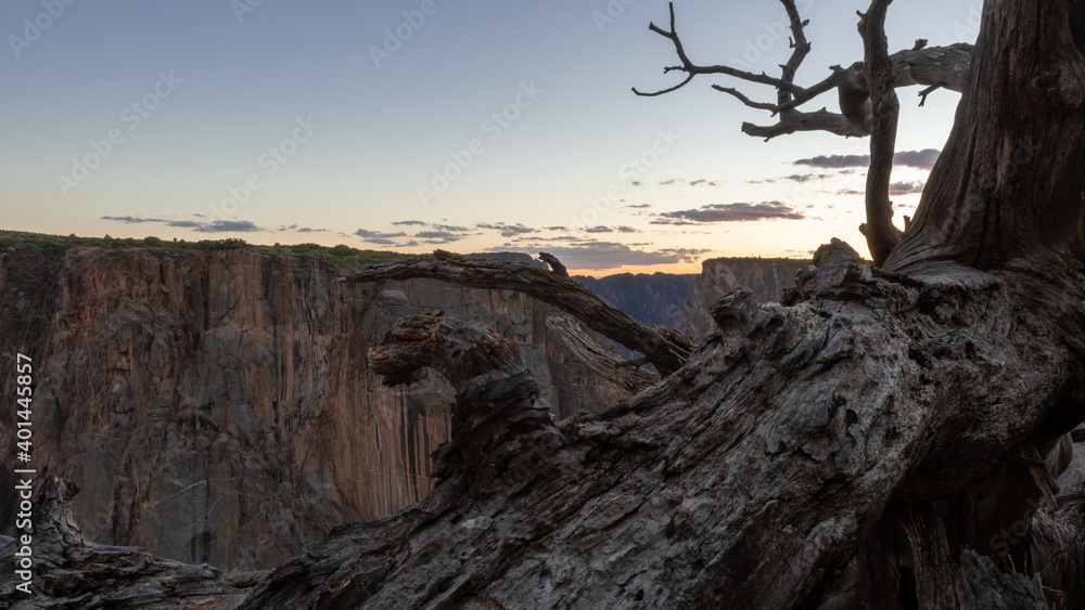 Peering Through a Dead Tree On The Canyon Edge Peering Through a Dead Tree On The Canyon Edge