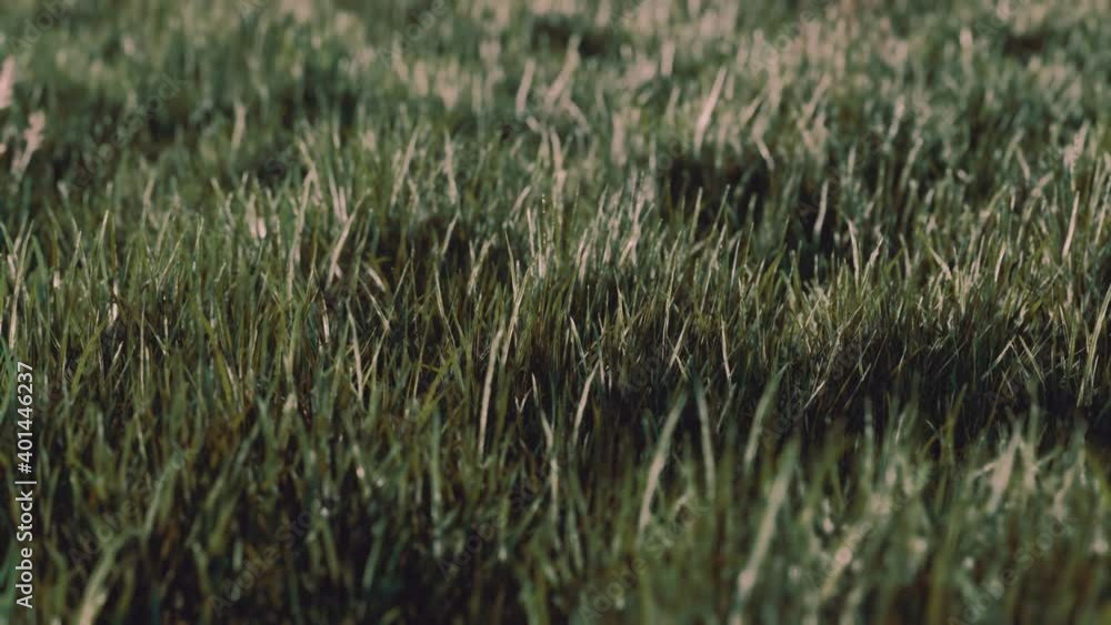 Close up of fresh thick grass in the early morning Close up of fresh thick grass in the early morning
