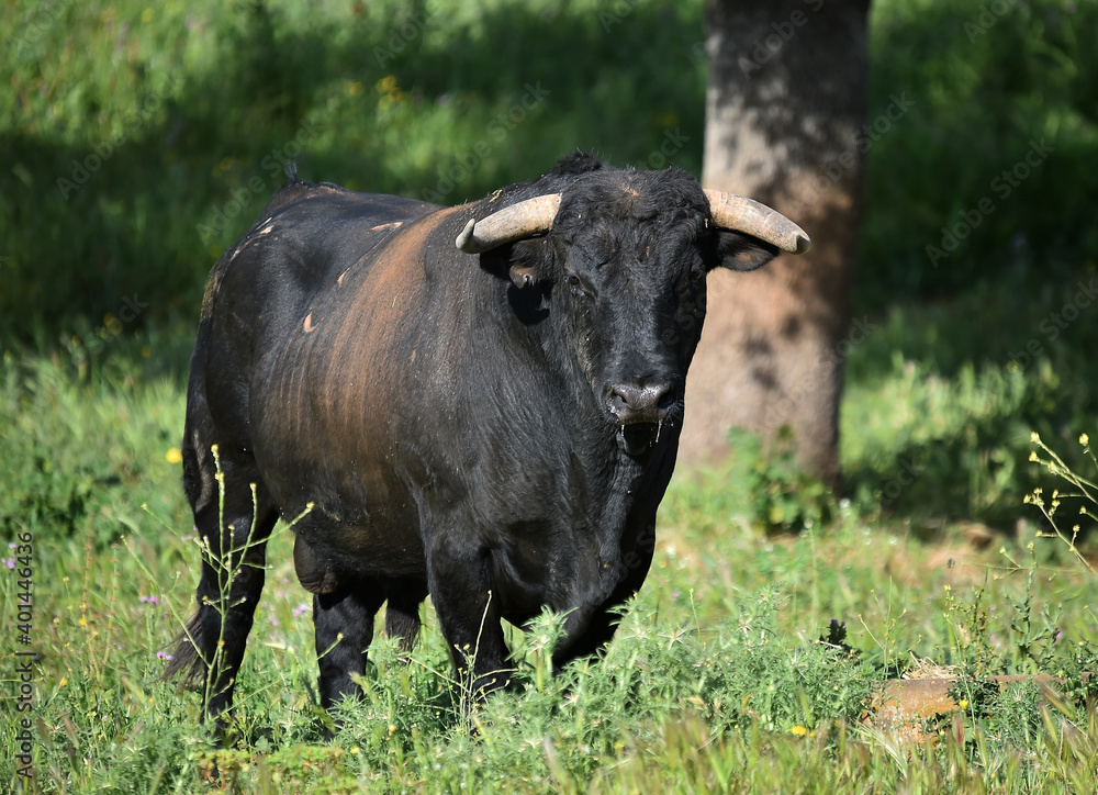 spanish black bull with big horns on the cattle raising spanish black bull with big horns on the cattle raising