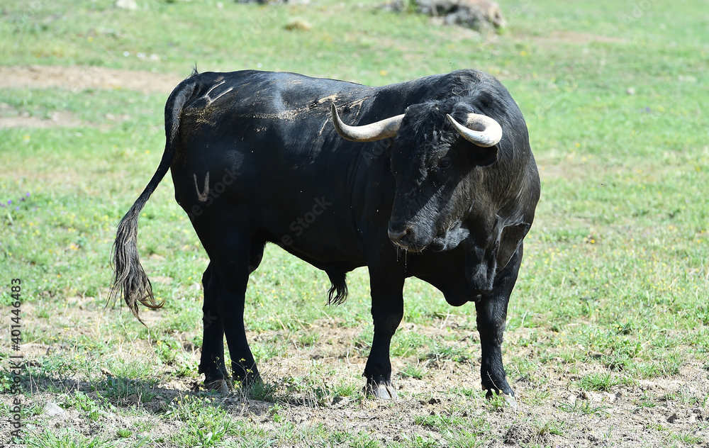 spanish black bull with big horns on the cattle raising spanish black bull with big horns on the cattle raising