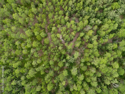 Aerial Photograph of the New Jersey Pine Barrens photo