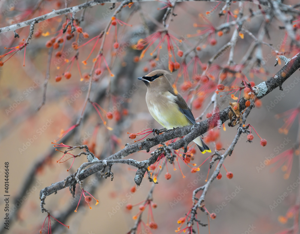Cedar Waxwing Feeding on Red Berries in Fall Cedar Waxwing Feeding on Red Berries in Fall