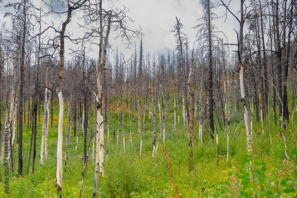 Fototapeta premium Forest Fire