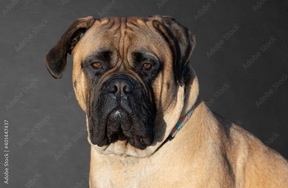 2020-12-24 A BULLMASTIFF PORTRAIT SHOT WITH A GRAY TONED BACKGROUND