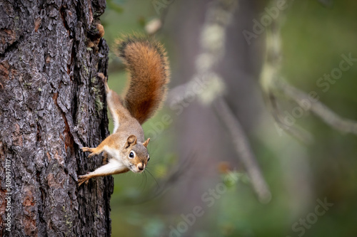 Red Squirrel in the trees