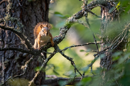 Red Squirrel in the trees