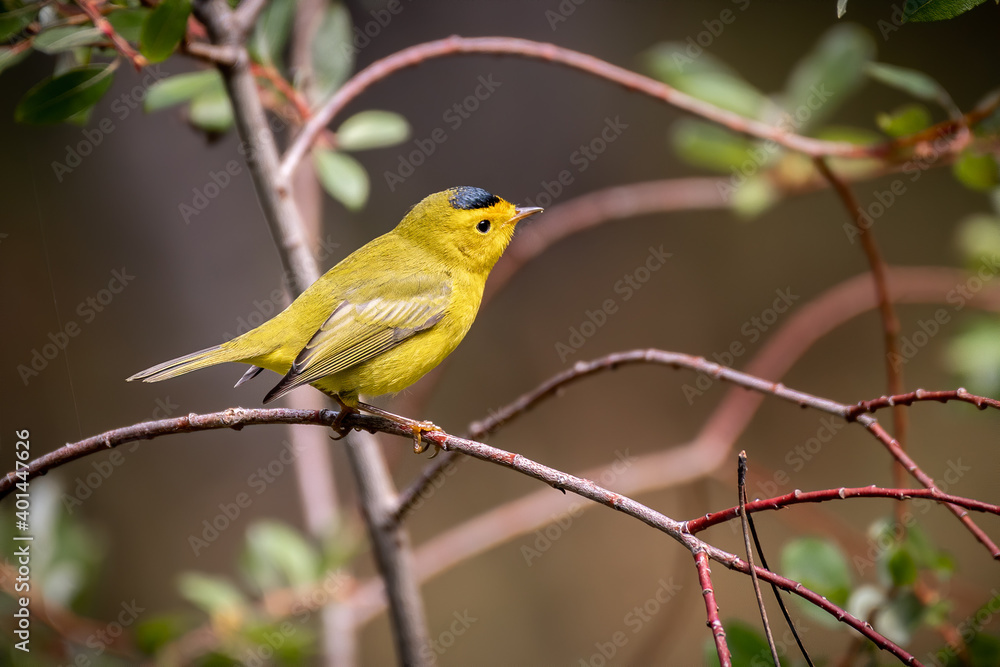 Wilson's Warbler Wilson's Warbler