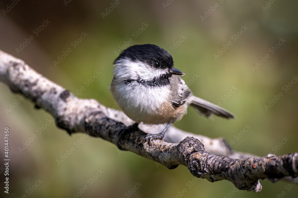 Naklejka premium Chickadee