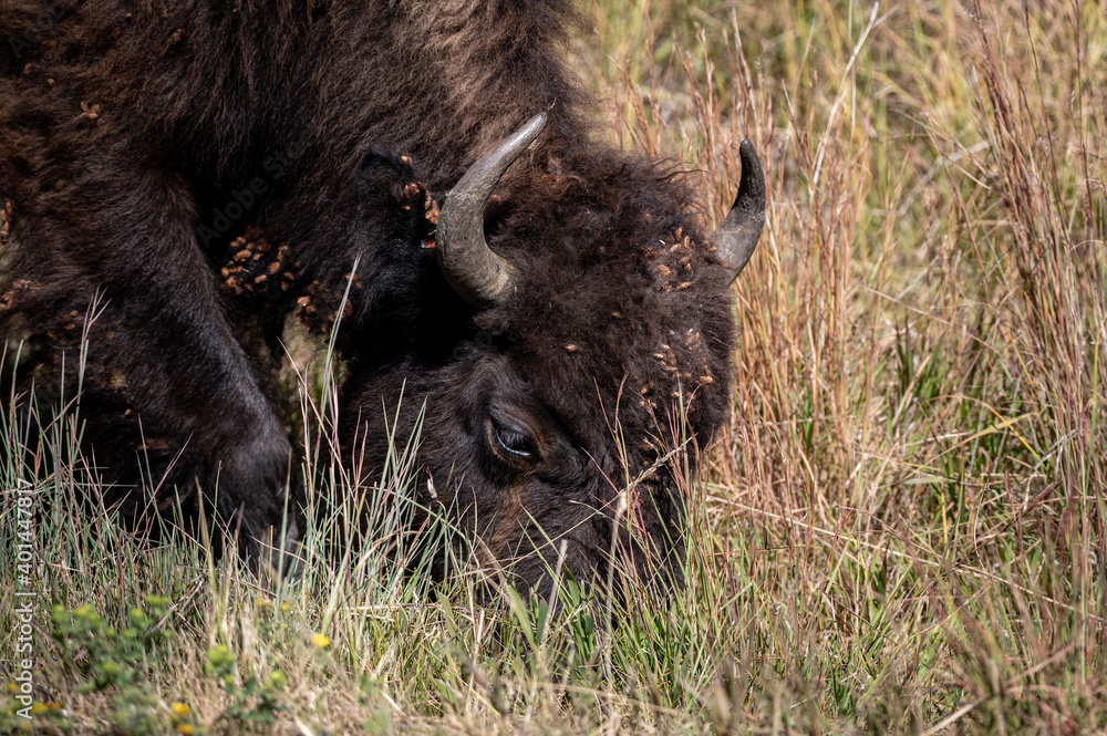 Grazing Bison