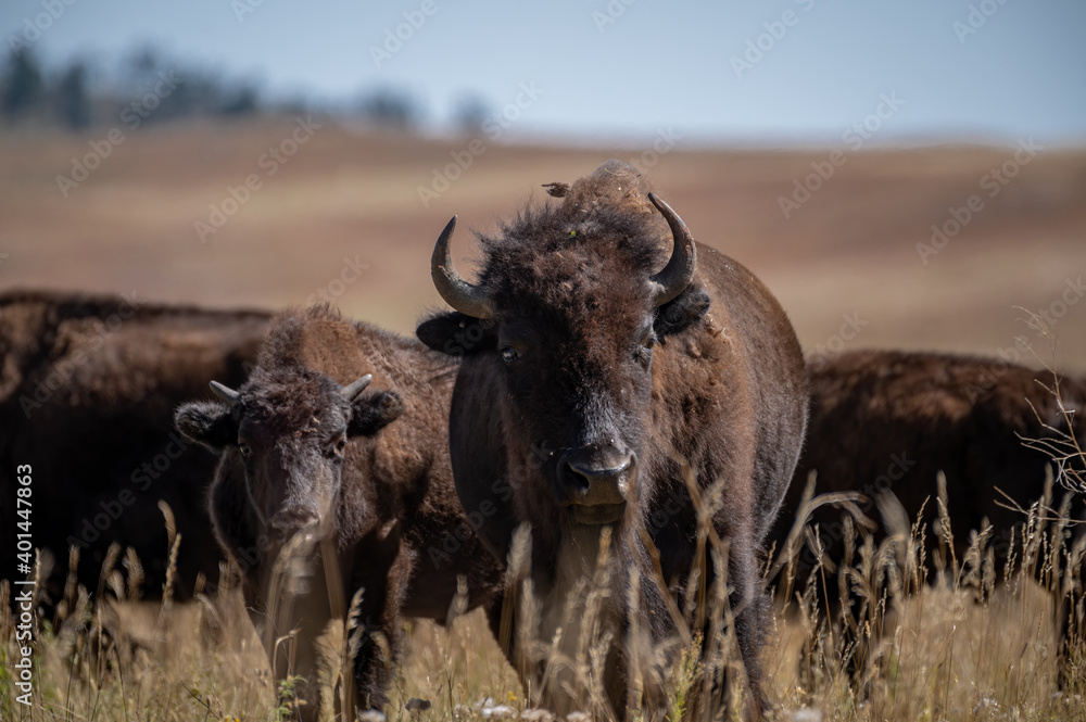 Fototapeta premium With the heard