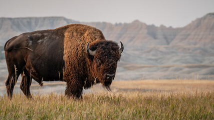 Fototapete Bison Bison in natürlicher Wildnis  © Tim Malek